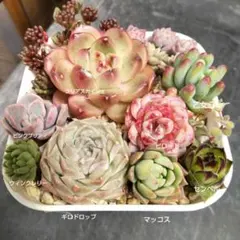 多肉植物 寄せ植えセット