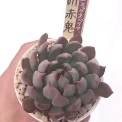 ぽ*ね様 【極上苗】ミックスベリア 赤鬼 多肉植物 おらいさん 自家繁殖苗