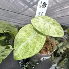 2026年最新】斑入り アロカシア の人気アイテム - メルカリ