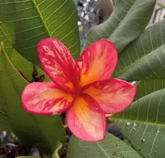 プルメリア実生苗(接木用) プルメリア実生苗(接木用)