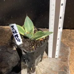 セール　アガベ　黒鯨錦