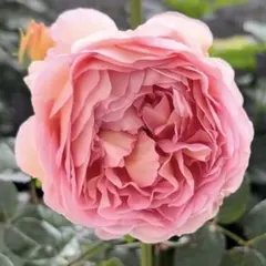 バラ苗 イングリッシュローズ 代表的な屈指の名花のサムネイル