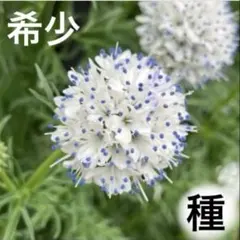 大人気♪ 希少♪ ギリア カピタータ クリアラストブルー 種100粒以上