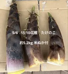 2026年最新】タケノコ 10kgの人気アイテム - メルカリ