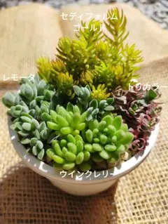 多肉植物＊セダム４種セット