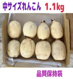 あ様 専用ページです。中サイズれんこん 1.1キロ 品質保持袋入り