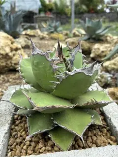 2025年最新】シャークソード アガベの人気アイテム - メルカリ