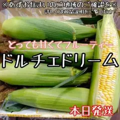 本日朝採り！とうもろこし☆ドルチェドリーム4本（バイカラーとうもろこし）直送のサムネイル