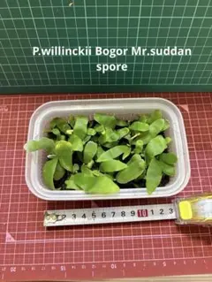 P.willinckii 月光爪哇 spore 1ケース ビカクシダ胞子培養 - メルカリ