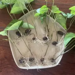 무농약 재배*대자연감자*10병*무카고* 씨감자*무농약 ♪