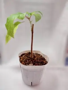 えびぶどう様 リクエスト 2点 まとめ商品