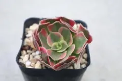 アエオニウム 専用出品 2025年最新】アエオニウムの人気アイテム - メルカリ