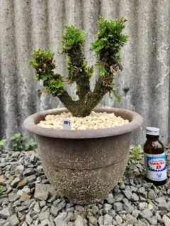 イワヒバ 岩松 岩ヒバ盆栽 寄せ植え 盆景 - メルカリ