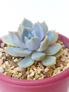 多肉植物　すず風　抜き苗　（ぼのぼのさん苗）のサムネイル