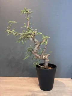 現品】発根済 モリンガの木 moringa oleifera 10号 P7番 - メルカリ