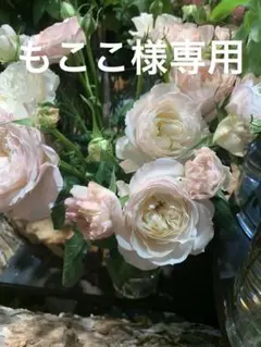 バラ　挿木苗　DA 切り花品種 ╪ ～ラ 2025年苗即鉢増し可ჱ̒ •̀֊•́ )のサムネイル