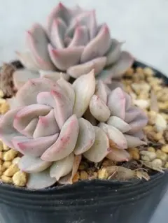 かりんと様 リクエスト 2点 まとめ商品