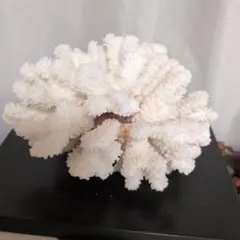 美品 珊瑚礁 white coral 置物 特大 入手困難 ホワイトコーラル - メルカリ
