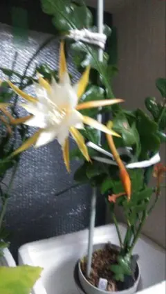 そろそろ終了　貴重品種❣️赤いクジャクサボテン苗　入手困難 そろそろ終了 貴重品種❣️赤いクジャクサボテン苗 入手困難