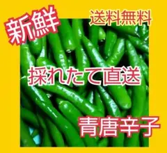 リピーター多数♪【大分県産】青唐辛子200㌘のサムネイル