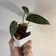 Anthurium AOS✖️RVDP斑入り - メルカリ