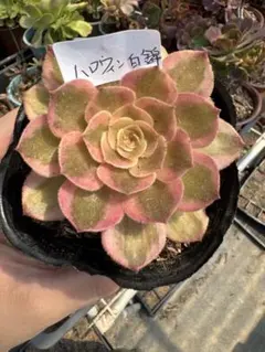 多肉植物アエオニウム錦❤️ハロウィンの赤い糸引き錦❤️ 成長した姿 日本花キ流通 多肉植物 caアエオニウム ハロウィン錦