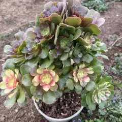 多肉植物。黄琉璃法師錦抜き苗 - メルカリ