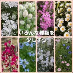 いろんな花を少しずつ③ オルレア ラグラス ニゲラ オンファロデス他のサムネイル