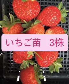 いちご苗 3株 3月・5月の様子
