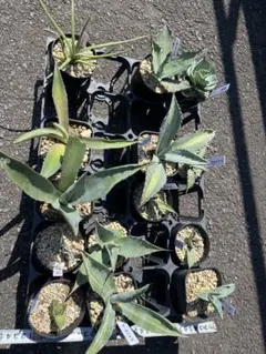 2025年最新】アガベ オバティフォリアの人気アイテム - メルカリ