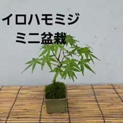 【Fミニ盆栽】紅葉　モミジ　盆栽　苗　ミニ盆栽　苔盆栽のサムネイル