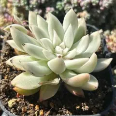 多肉植物 ザラドニス×アルバhyb②【抜き苗】錦玉園さん苗 - メルカリ