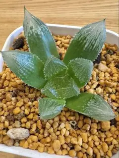 2675 ナイルの一滴 実生 多肉植物 ハオルチア アロエ - メルカリ