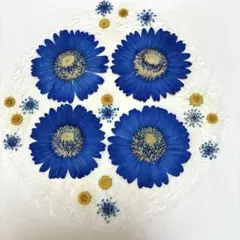 押し花素材☆ガーベラ染め☆*:.。.♡