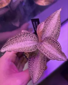 アネクトキルスロクスバーギーゴールドベイン ジュエルオーキッド　良大株 2025年最新】ジュエルオーキッド ゴールドの人気アイテム - メルカリ