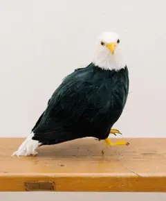 ワシ ハクトウワシ タカ 鷲 鷹 置物 インテリア フィギュア