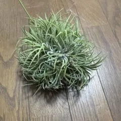 イオナンタ　ボールのサムネイル