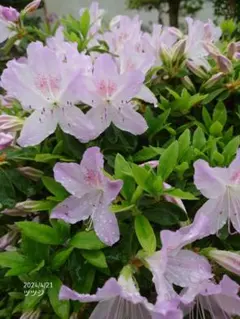 いっちゃん様 リクエスト 2点 まとめ商品