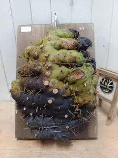 F746【新芽展開開始！】超大株！レカノプテリス カルノーサ ワイルド 養生株