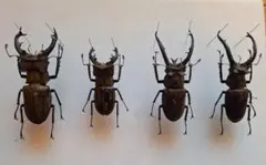 2026年最新】ミヤマクワガタ 標本の人気アイテム - メルカリ