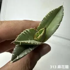 2026年最新】麻花龍の人気アイテム - メルカリ