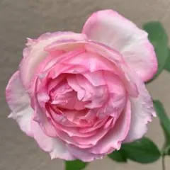 ⭐️購入前に必ずコメントをお願いします　20、バラ苗　美しい