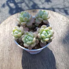 リリィママ様 リクエスト 2点 まとめ商品