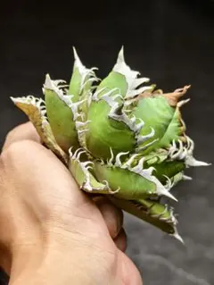 アガベ 地獄猫 山中勇人 陶器鉢付き 強棘 発根済 2025年最新】地獄猫 アガベの人気アイテム - メルカリ