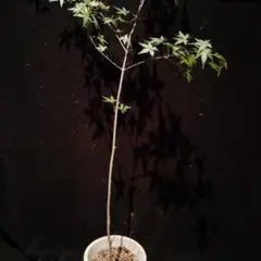 zukazuka様 リクエスト 3点 まとめ商品