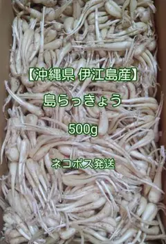 【沖縄県 伊江島産】島らっきょう 500g 細め 小さめ 葉無しのサムネイル