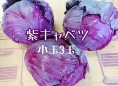 当日朝採り☆紫キャベツ3玉直送のサムネイル