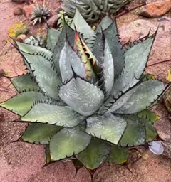 エボリスピナ × ペローナ　ハイブリッド　ジェレミー 2025年最新】ジェレミー アガベの人気アイテム - メルカリ