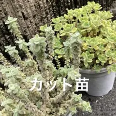 多肉植物 アロマティカスとシルバーグラス