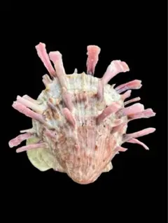ショウジョウガイ5.88x6.16cm